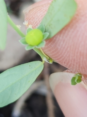 Phyllanthus polygonoides