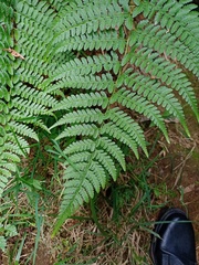 Athyrium nigripes