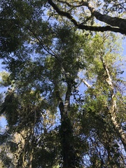 Nectandra