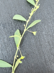 Phyllanthus polygonoides