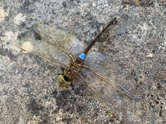 Anax ephippiger