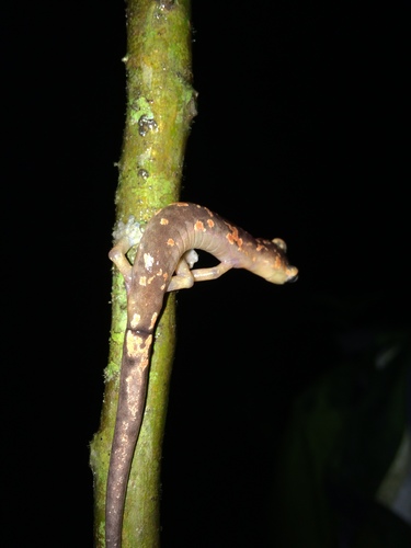 Bolitoglossa conanti