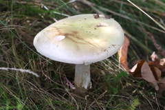 Amanita citrina