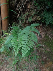Athyrium nigripes