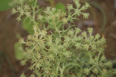 Echinophora spinosa