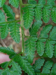 Athyrium nigripes