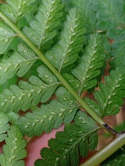 Athyrium nigripes