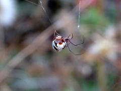 Argyrodes argyrodes
