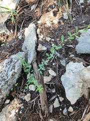 Phyllanthus polygonoides