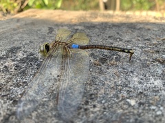 Anax ephippiger