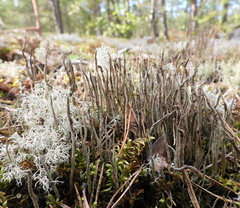 Cladonia cornuta cornuta