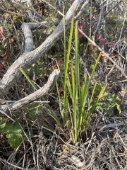 Carex barbarae