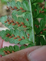 Athyrium nigripes