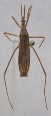 Reduviidae