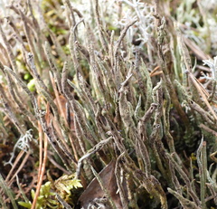 Cladonia cornuta cornuta