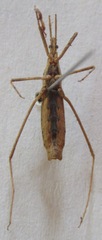 Reduviidae