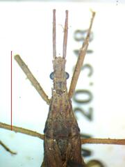 Reduviidae