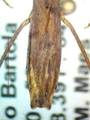 Reduviidae