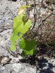 Vitis monticola