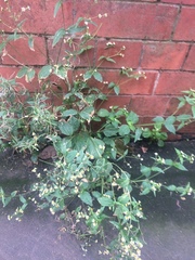 Galinsoga quadriradiata