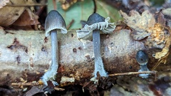 Mycena arcangeliana