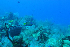 Holacanthus ciliaris