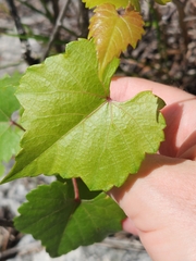 Vitis monticola