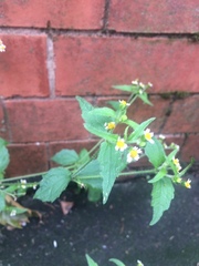 Galinsoga quadriradiata