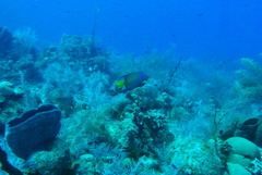 Holacanthus ciliaris