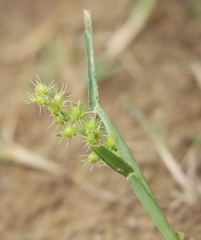 Cenchrus longispinus