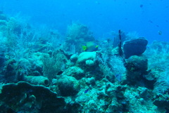 Holacanthus ciliaris