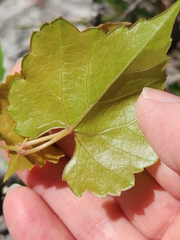 Vitis monticola