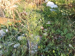 Lepidium ruderale