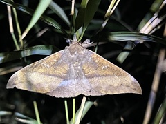 Ischyja manlia