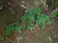 Athyrium nigripes