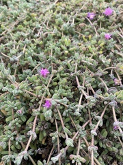 Delosperma cooperi
