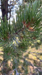 Pinus edulis