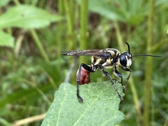 Sphex habenus