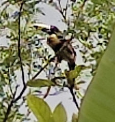 Pteroglossus torquatus