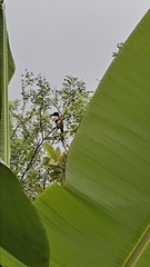 Pteroglossus torquatus