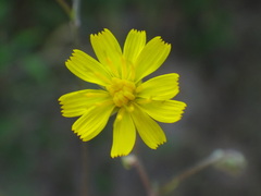 Crepis neglecta