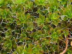 Syntrichia montana