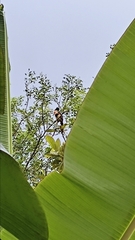 Pteroglossus torquatus