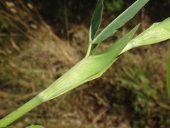 Trifolium rubens