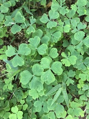 Oxalis yacutulensis