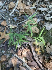 Muhlenbergia schreberi