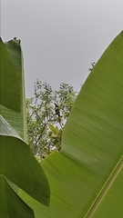 Pteroglossus torquatus