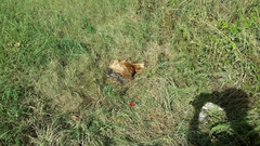 Odocoileus virginianus virginianus