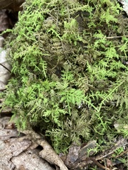 Thuidium