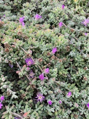 Delosperma cooperi